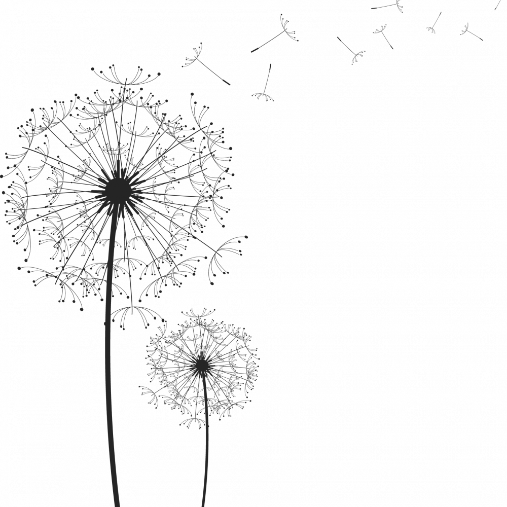 dandelion drawing