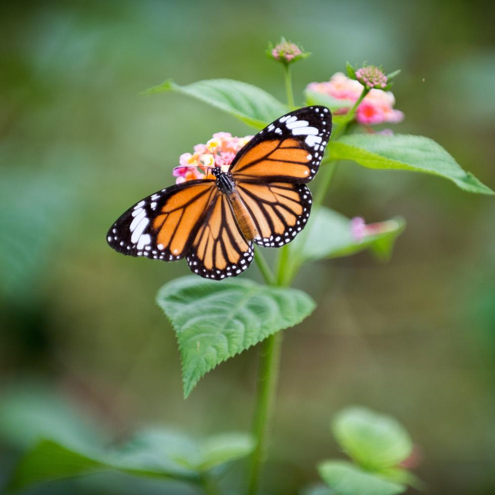 photo of a butterfly