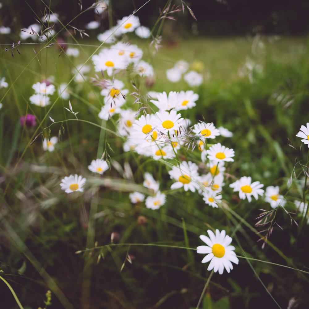 daisy