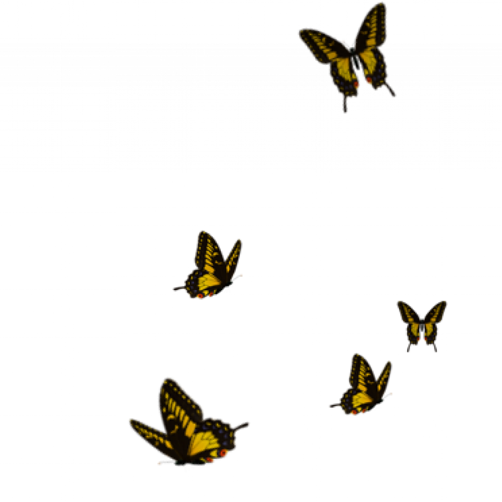 butterflies