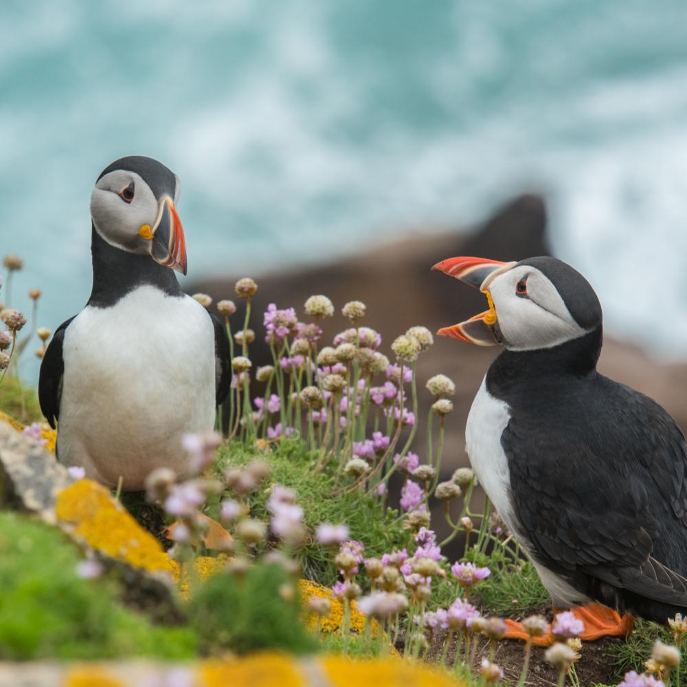 2 puffins talking