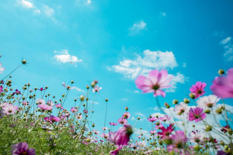 flowers and blue sky