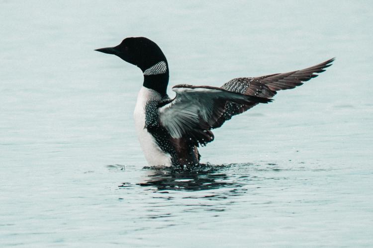loon