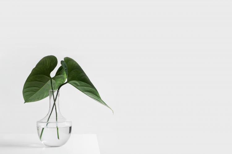 photo of plant in a vase