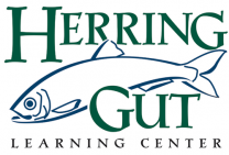 Herring Gut